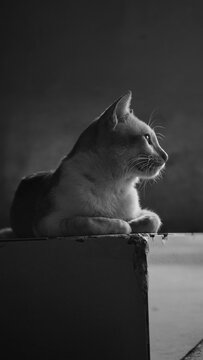B&W CAT