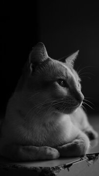 B&W CAT