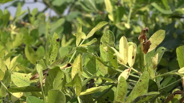 Green yellow leaves of fresh peanut plant in groundnut planted field. The peanut, also known as the groundnut and the goober and taxonomically classified as Arachis hypogaea, is a legume crop grown 4K