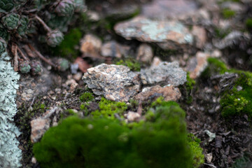 
Moss texture with stones