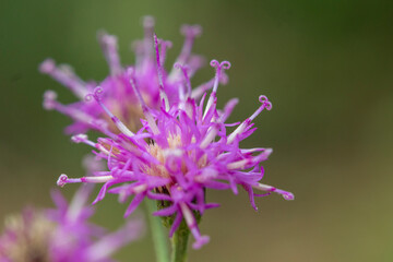 flores de color violeta con fondo desenfocado