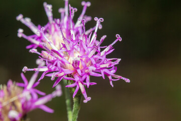 flores de color violeta con fondo desenfocado