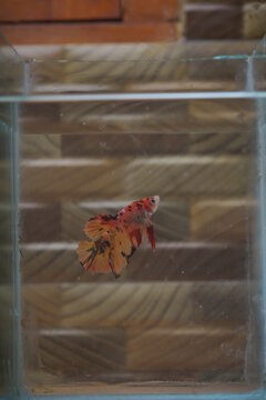 Betta fish