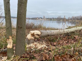 Biber fällt Bäume am See