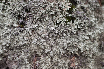 Moss texture