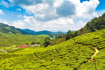 Obraz premium Beautiful Tea plantations