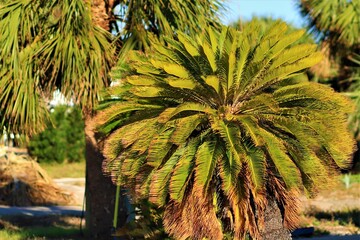 Green palm trees against blue sky, Florida