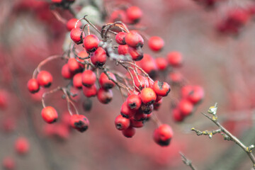 Fototapeta na wymiar Red berries