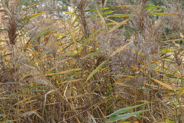 Bright Red and Yellow Parrot Tulip Close Up Against a Creamy White Background