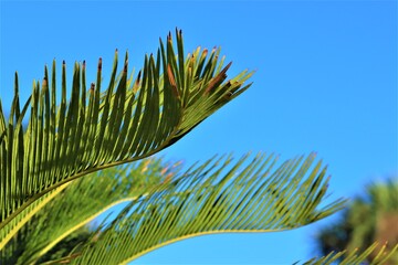 Palm branch with leaves, close-up, long green leaves of a palm tree look like bird feathers