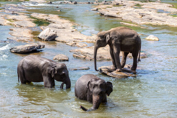Herd of elephants in Sri Lanka