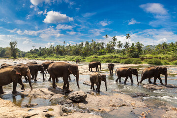 Herd of elephants in Sri Lanka