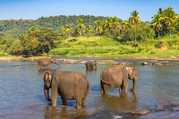 Herd of elephants in Sri Lanka