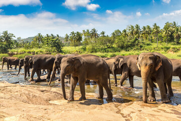 Herd of elephants in Sri Lanka