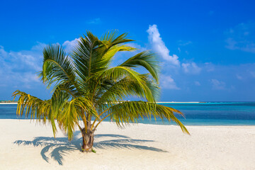 Obraz na płótnie Canvas Tropical beach with single palm