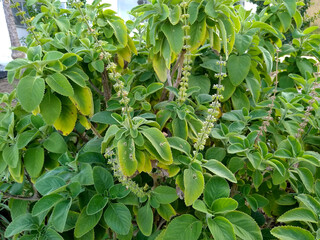 salvador, bahia, brazil - november 26, 2020: plectranthus barbatus plant, known by the taxonomic...