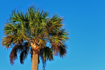 Palm tree against blue sky