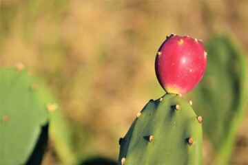 Prickly Pear Cactus with Ripe Fruit