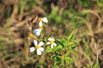A butterfly perches on a flower, a gray hawk moth with a long proboscis, USA, close-up. The Sphingidae are a family of mostly crepuscular and moths.