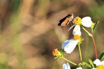 A butterfly perches on a flower, a gray hawk moth with a long proboscis, USA, close-up. The Sphingidae are a family of mostly crepuscular and moths.