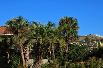 Green palm trees against blue sky, Florida