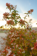 flores de invierno 2020