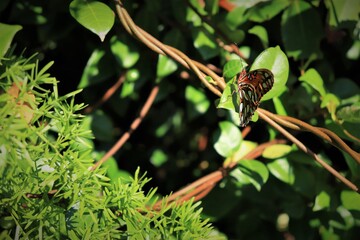 Beautiful butterfly sits on a green leaf, close up