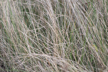 
Grass texture