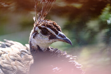 Peacock peafowl head, beautiful representative exemplar of female peacock.
