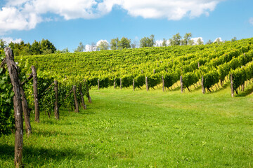 Fototapeta na wymiar Vineyards, farm for the production of wine