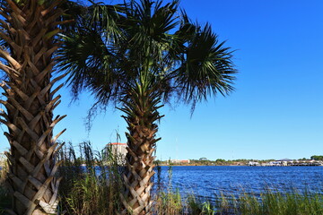Palm trees with green leaves stand on the shore of the ocean bay, in the background you can see the blue ocean water and the opposite shore of the bay