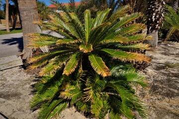 A low palm tree with green leaves, with a lush rounded crown, stands among other palms