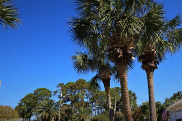 Green palm trees against blue sky, Florida