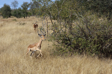 Schwarzfersenantilope / Impala / Aepyceros melampus.