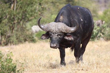 Kaffernbüffel / Buffalo / Syncerus caffer