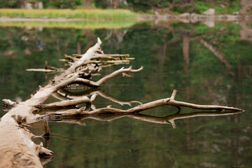 Tree Reflection on Crystal Lake