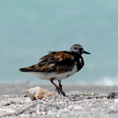 brown sea bird on beach