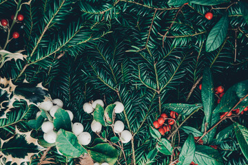 Top view christmas background of wild christmas tree branches, holy plant with berries, red...