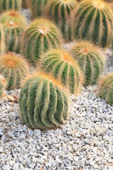 Close up Cactus in the  garden, showing detail of Texture and Pattern 