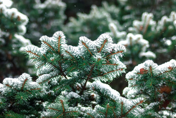 fir tree branches in snow, winter background