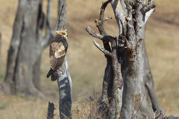 Wahlbergsadler / Wahlberg's  Eagle / Aquila wahlbergi