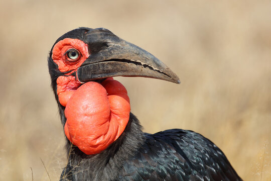 รูปภาพTokos – เลือกดูภาพถ่ายสต็อก เวกเตอร์ และวิดีโอ531 | Adobe Stock