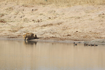 Afrikanischer Löwe und Witwenpfeifgans / African lion and White-faced duck/ Panthera Leo et...