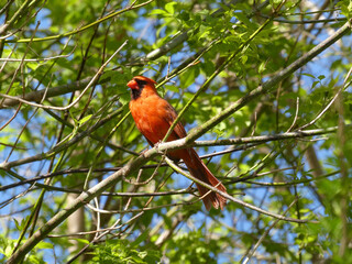 Red cardinal bird sitting on branch