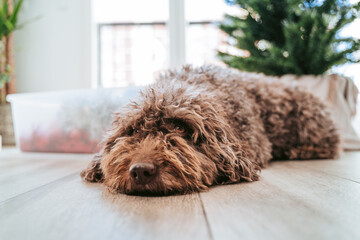 A beautiful Spanish water dog lying down at home while looking at something in front of it. It is waiting for the Christmas tree decoration. Dog and Christmas concept