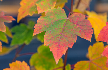 Closeup of leaves with fall colors. Leaves are deep red, orange, yellow and green colors.