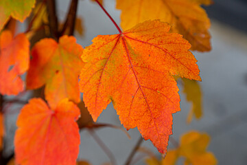 Closeup of leaves with fall colors. Leaves are deep red, orange, yellow and green colors.