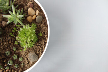 Green succulent echeveria and cotyledon with gray copy space for text or picture. Home plant in pot art creative background