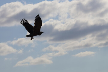 Wahlbergsadler / Wahlberg's  Eagle / Aquila wahlbergi...