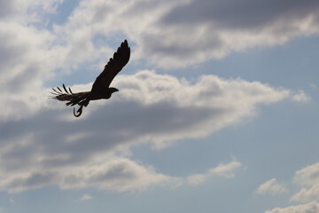 Wahlbergsadler / Wahlberg's  Eagle / Aquila wahlbergi...